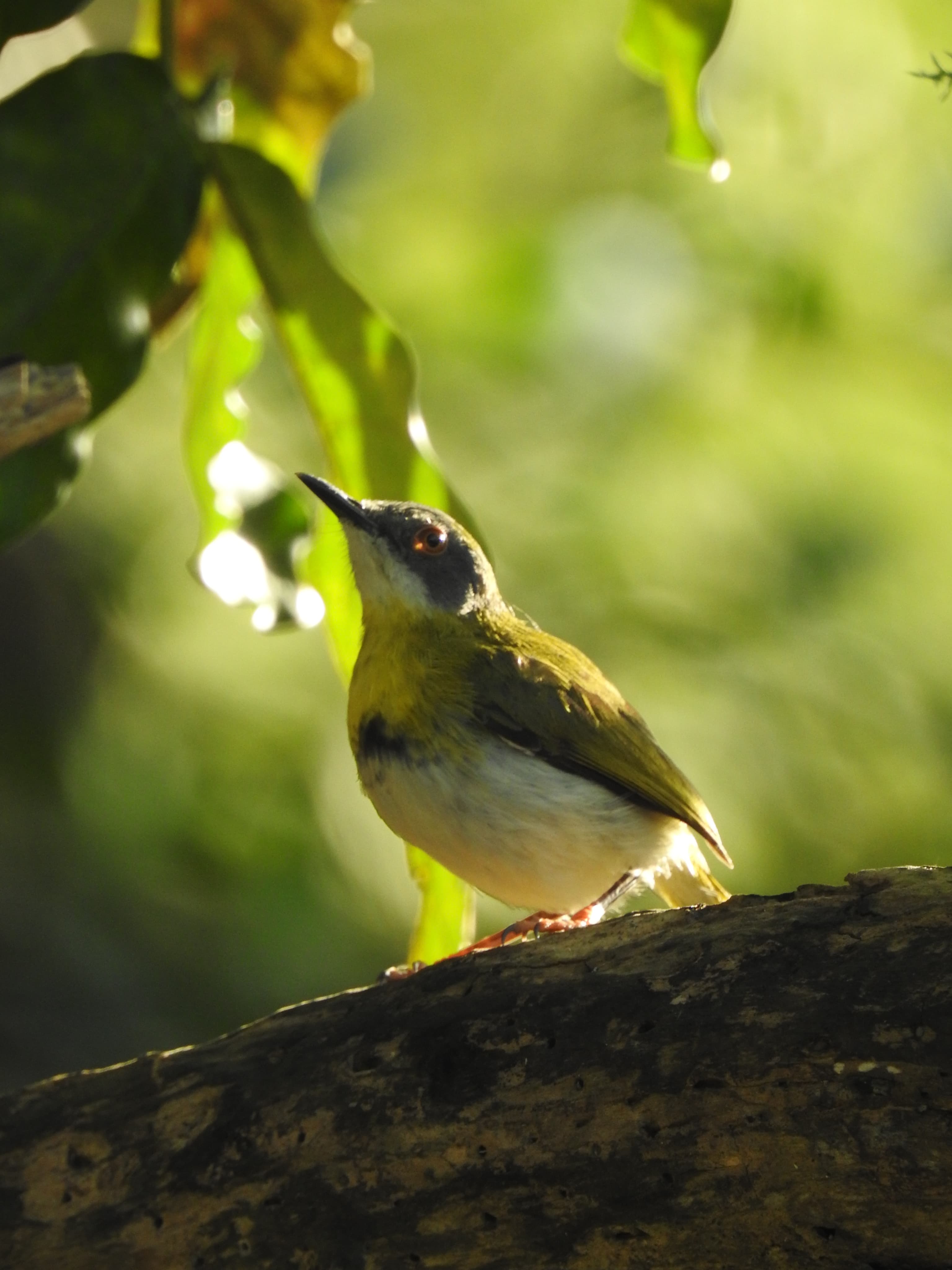 Birding