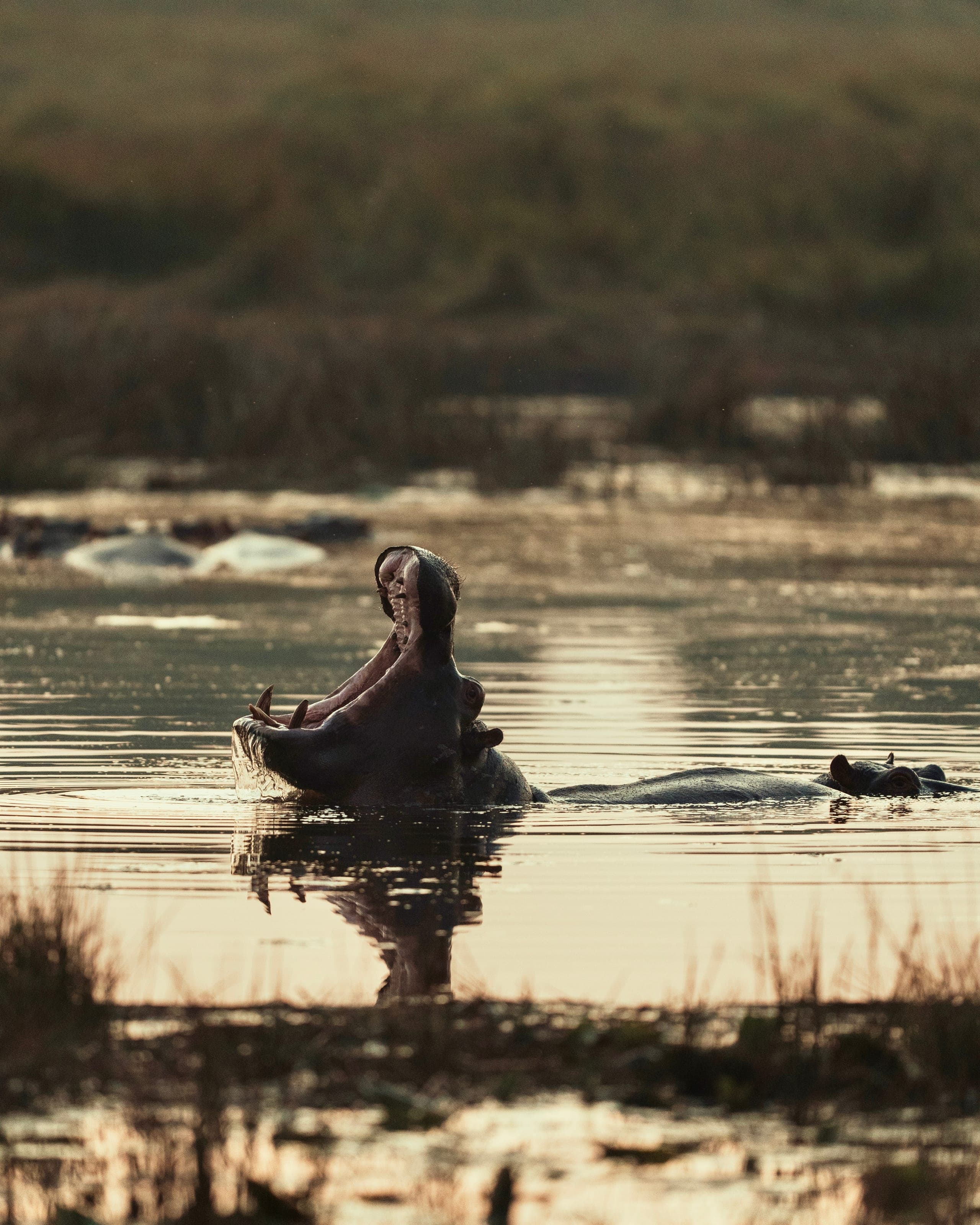 A hippo surfacing on Lake St Lucia at dusk