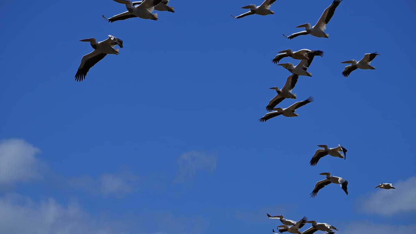 Pelicans in flight over Lake St Lucia, against a clear blue sky