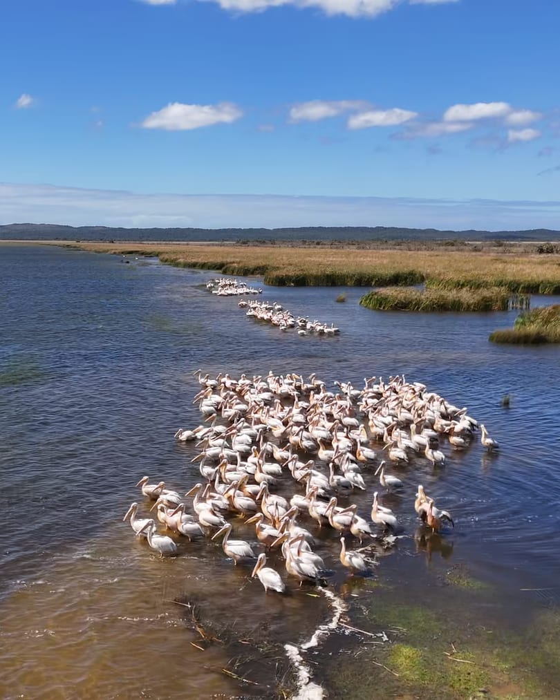 Great white pelicans crowded together in the shallows at the reed edge of the lake, seen from the air under a blue sky.