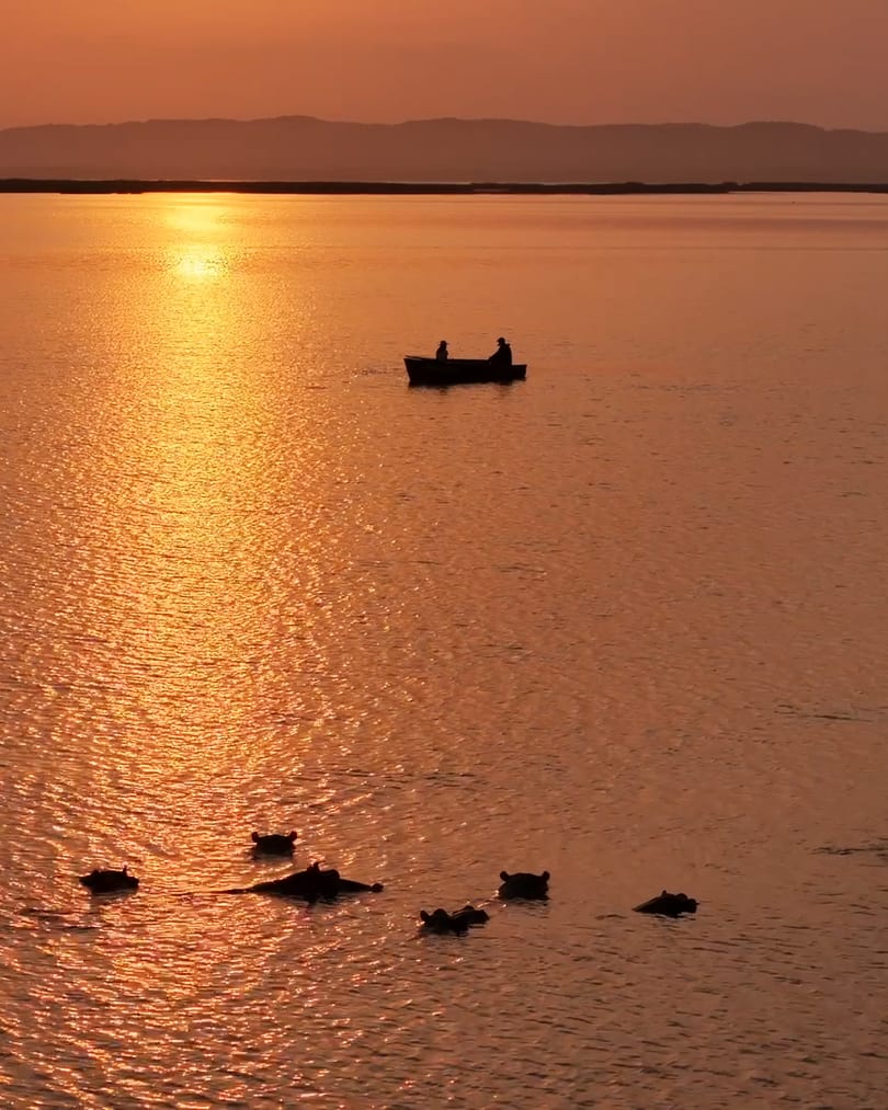An eco-boat with two people aboard in the sunrise reflection on the lake, hippos in front