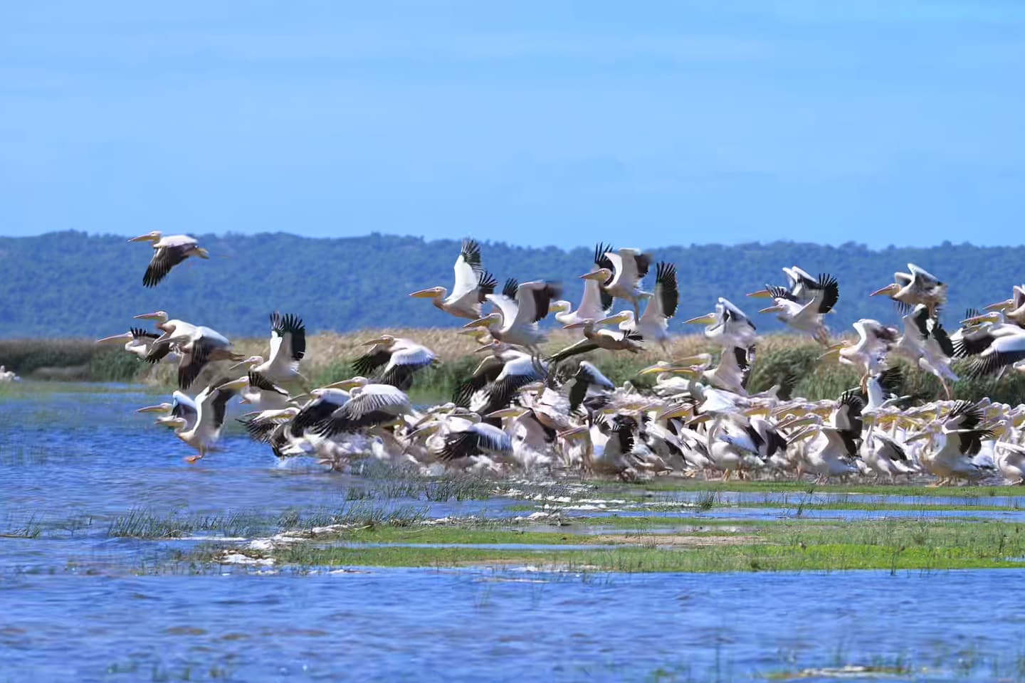 A flock of pelicans streams low over the lake and reeds after taking off