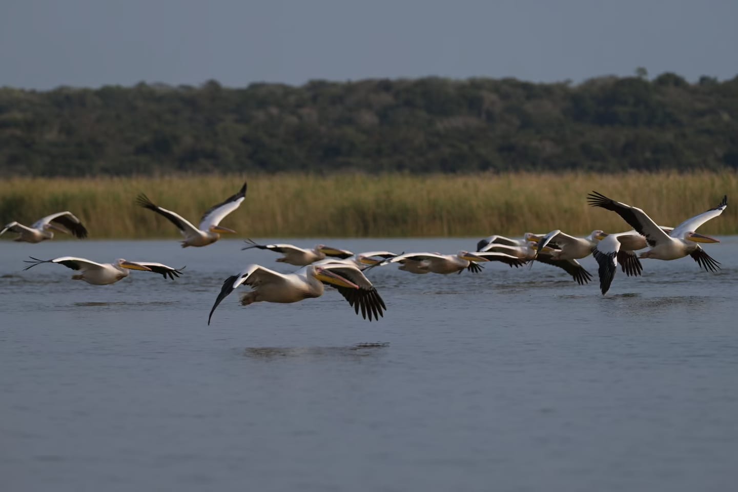Pelicans skim low over the lake in a loose stream, wingtips close to the water