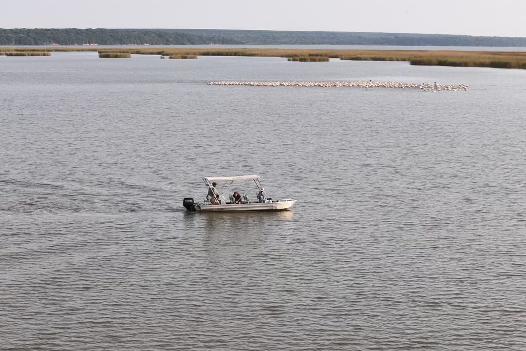 A small canopied boat crosses the grey lake towards a long line of resting pelicans.