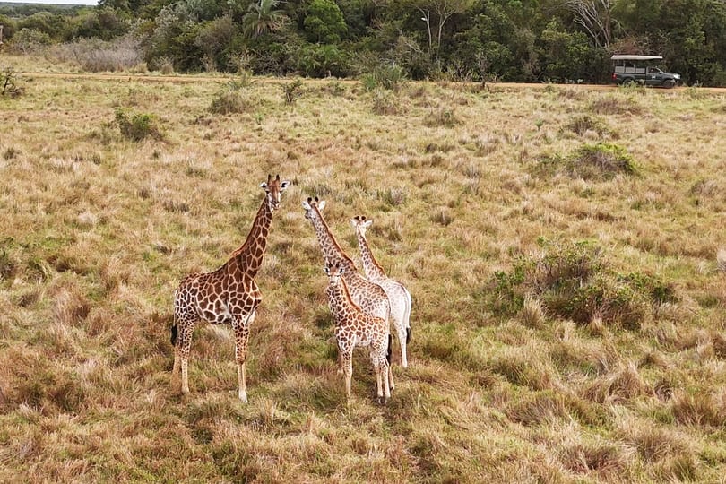A small herd of giraffe walks across open grassland, the game-drive vehicle far behind