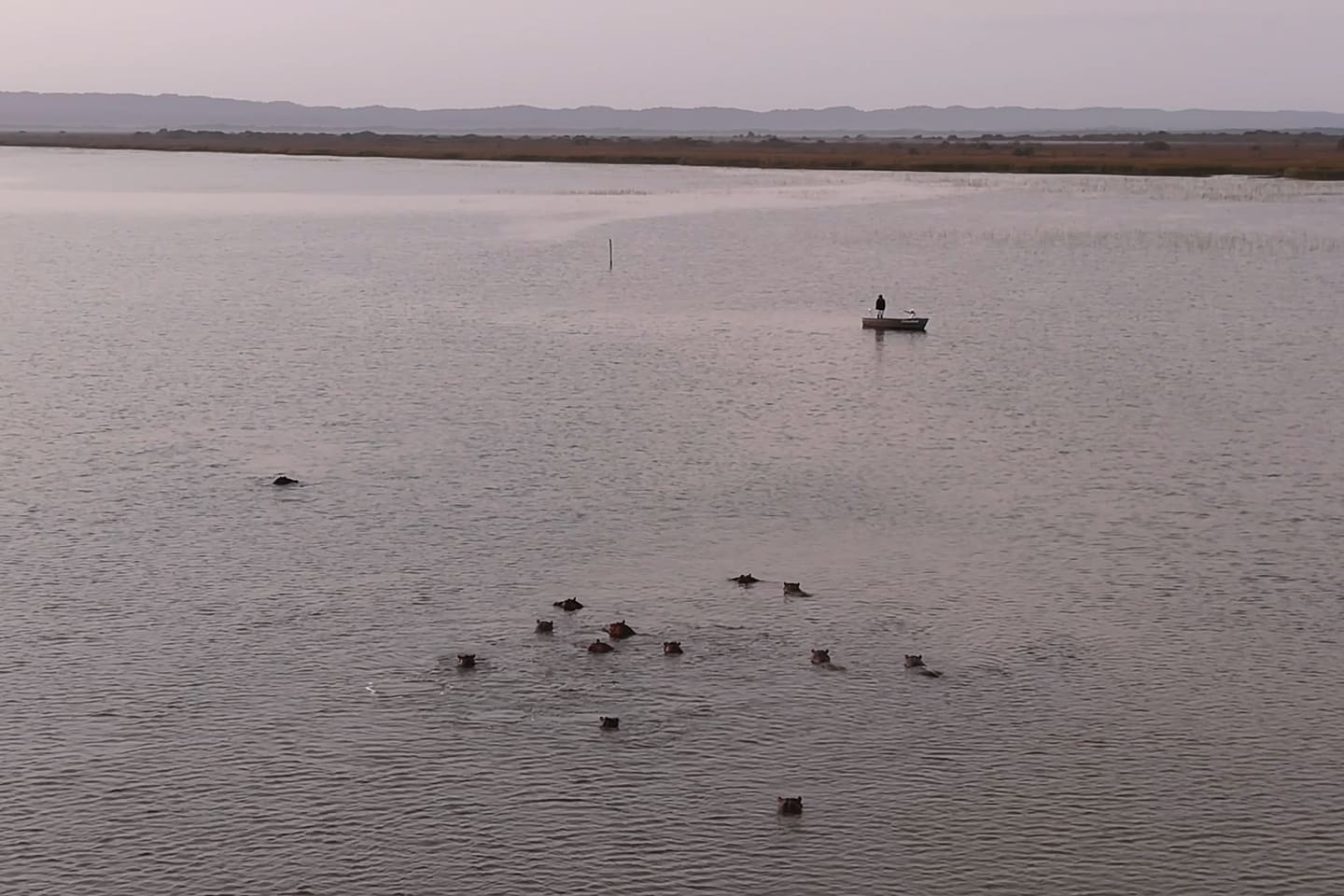 Aerial of a pod of hippos in the open lake in soft early light, an eco-boat beyond