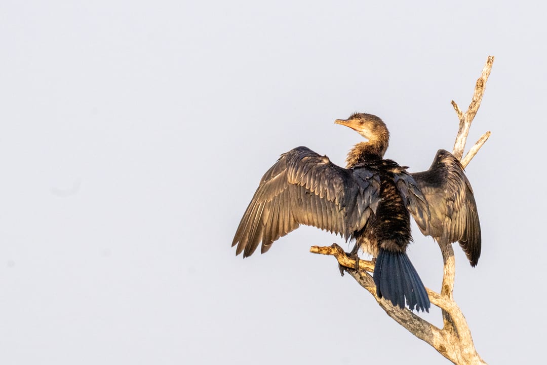A reed cormorant spreads its wings to dry on a dead branch against a pale sky