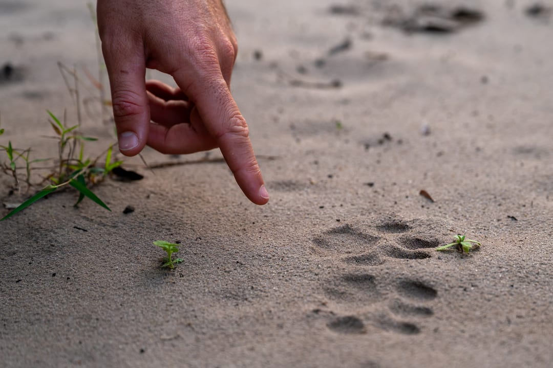 A fingertip points to a four-toed cat track pressed into damp sand