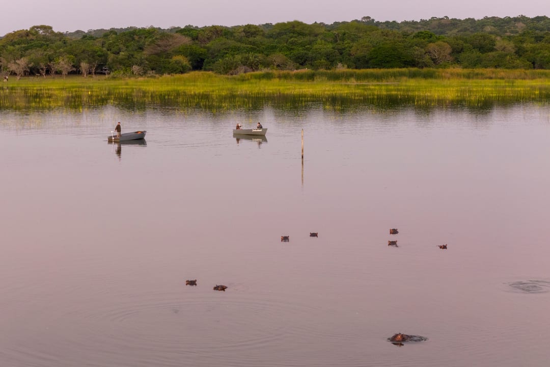 A pod of hippos in the bay in front of the lodge at dusk, two small boats beyond