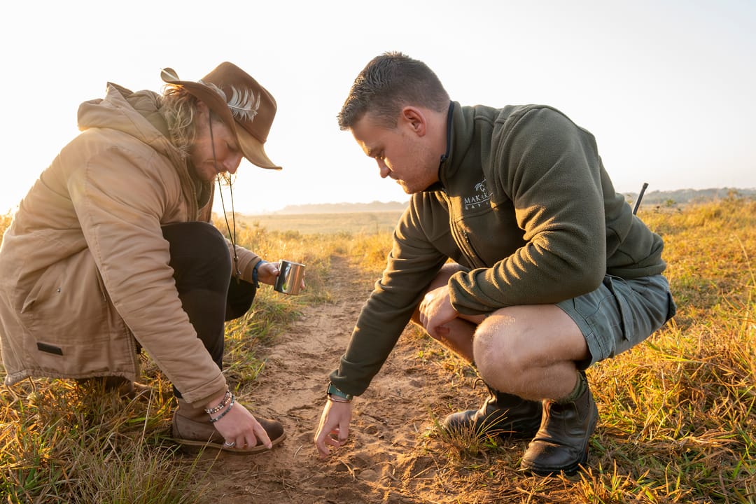 A guide and guest crouch over fresh animal tracks in the sand in early light