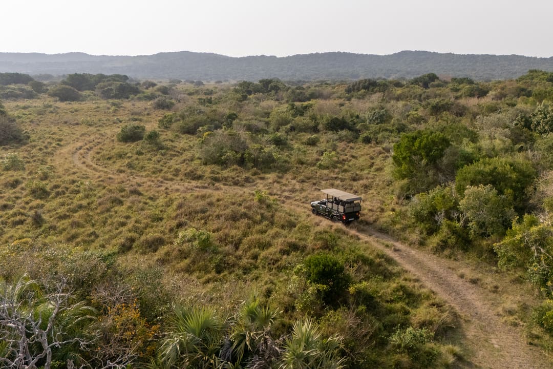 The game-drive vehicle follows a two-track through grassland, palms and coastal forest