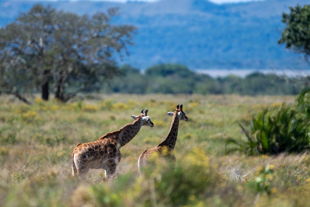 Two giraffe in flowering grassland with a blue forested ridge behind