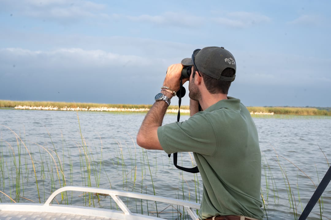The guide scans with binoculars from the bow as pelicans rest along the reed edge