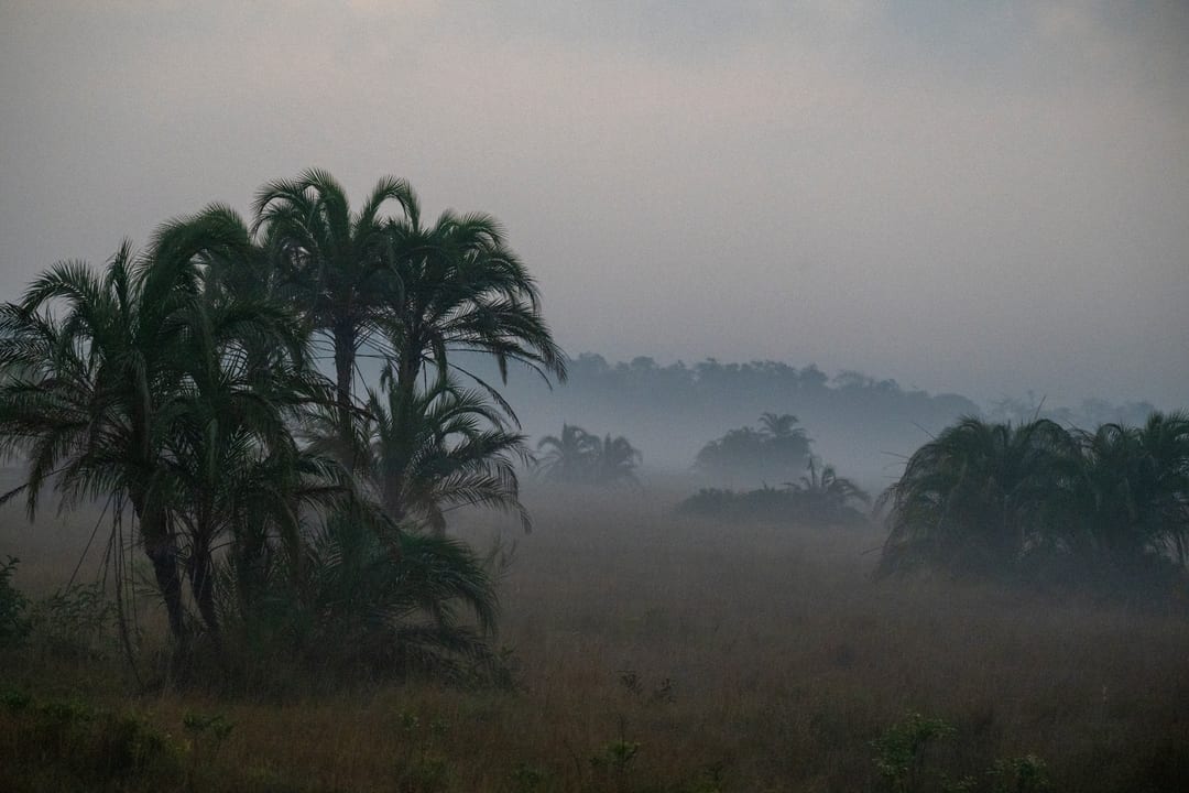 Lala palms fading into fog over grassland at misty dawn