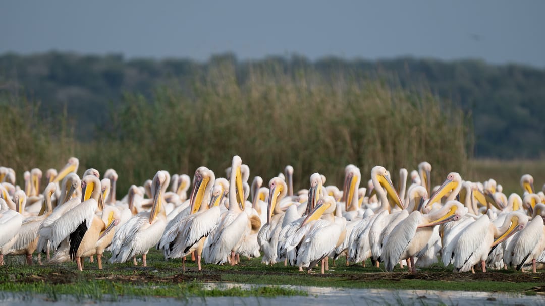 A line of white pelicans on a grassy spit, with tall reeds and forested dunes behind.