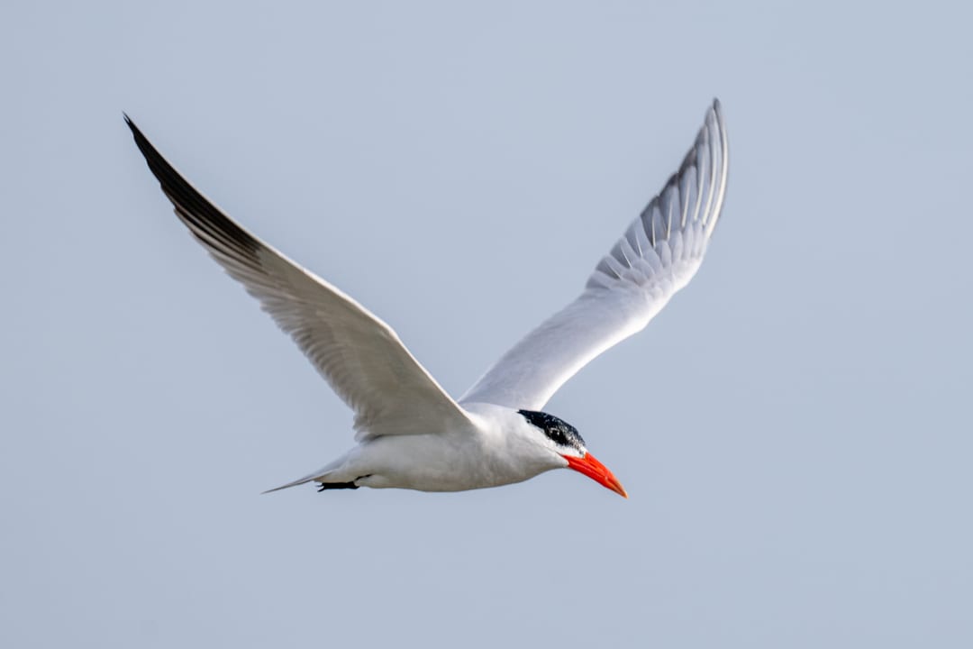 A Caspian tern in flight against a pale sky, red bill and black cap sharp