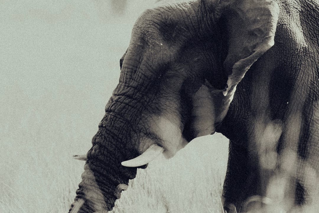 An elephant feeds in high pale grass, softly graded in muted tones