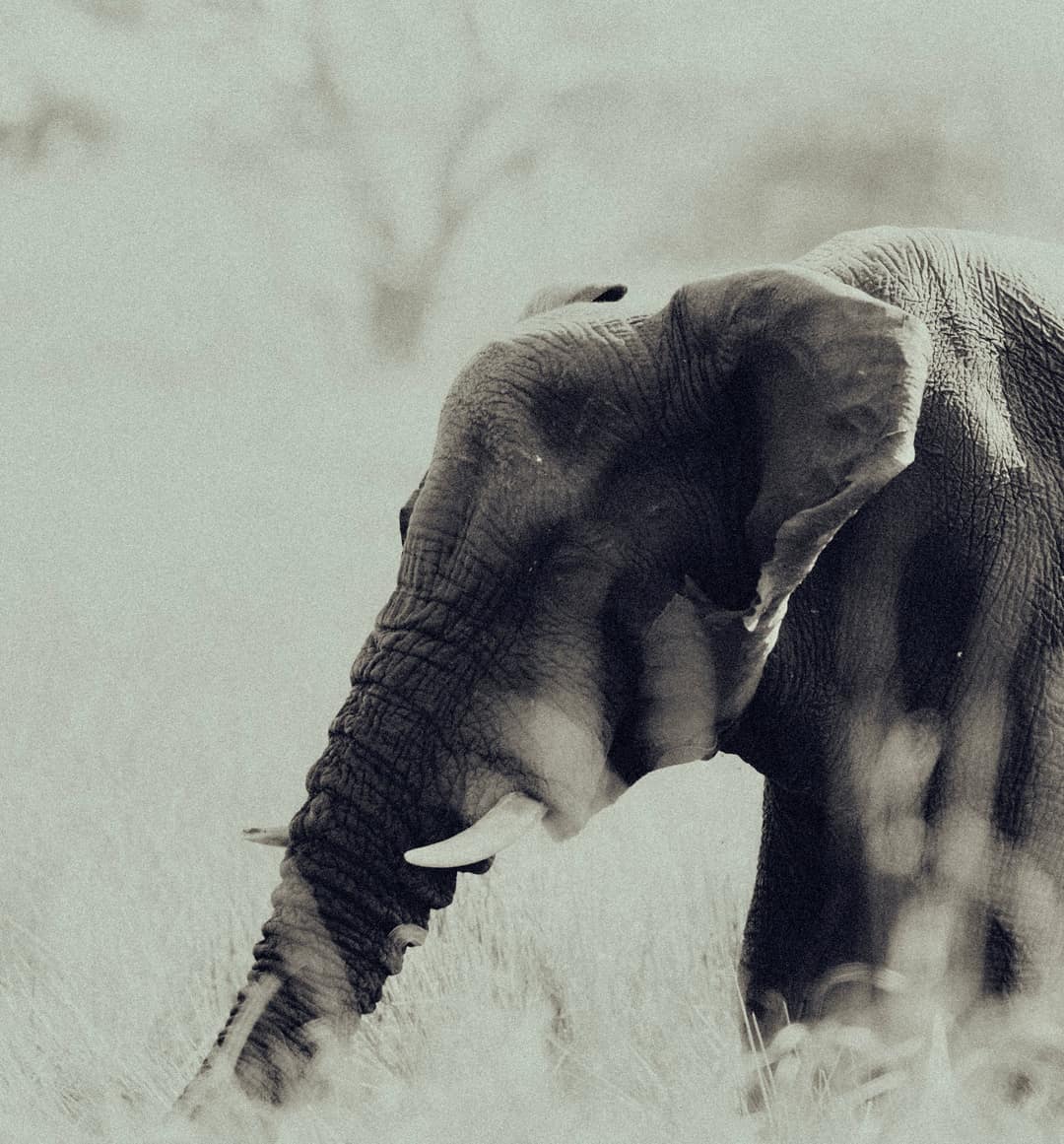 An elephant bull feeds in tall pale grass, misty trees behind, in a muted sepia tone.