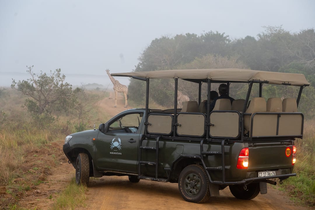 The open game-drive vehicle waits on a sand track in morning mist as a giraffe stands ahead.