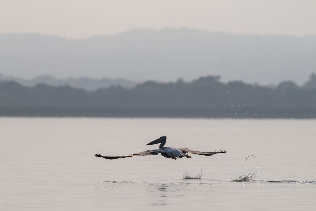 A pink-backed pelican lifts off the lake, wingtips and feet trailing spray