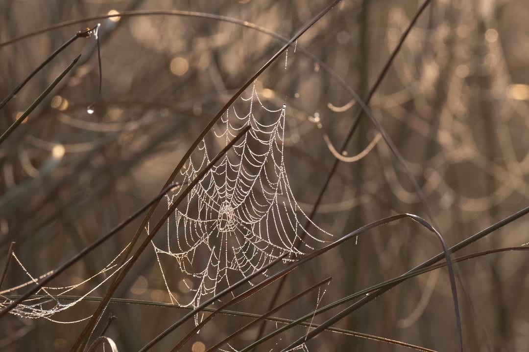 A dew-laden spider web strung between grass stems, backlit at sunrise