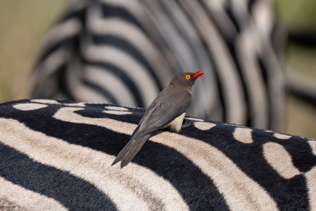 A red-billed oxpecker perches on a zebra’s back among black and white stripes