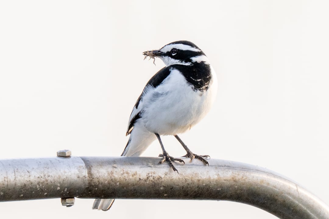 An African pied wagtail holds an insect in its bill on a metal rail