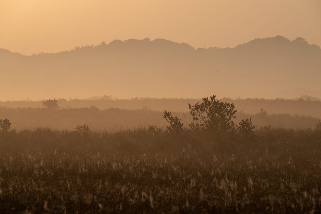 Sunrise haze over grassland strung with dew-covered webs, a forested ridge behind