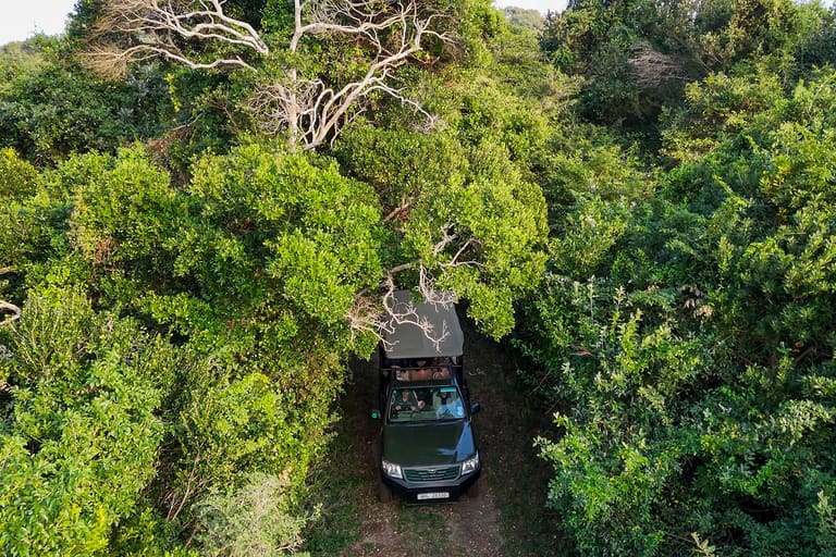 Looking down on the open game viewer on a sand track through dense dune forest