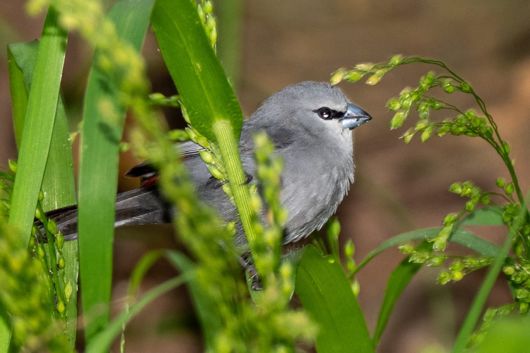 A grey waxbill perches among green grass seed heads, a red patch at its rump
