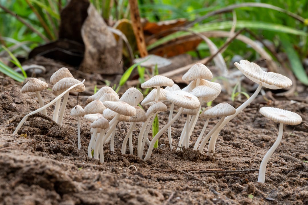A cluster of small white mushrooms with pleated caps growing from sandy soil