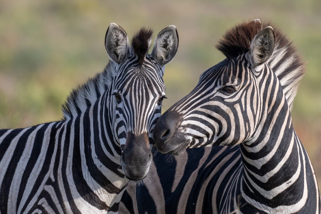 Two zebra stand head to head, one facing the camera and one in profile