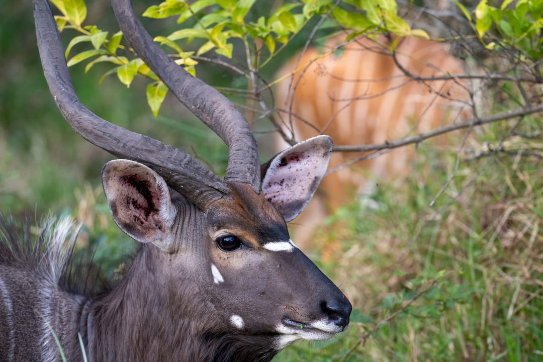 A nyala bull in profile, spiral horns tipped with ivory and white face markings