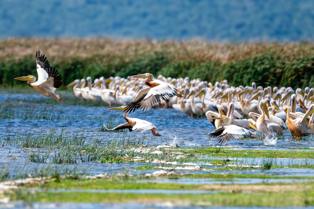 Great white pelicans crowd the shallows as two take off across the water.