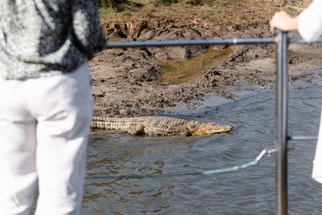 A Nile crocodile basks in the shallows, seen between two guests standing at the boat rail.