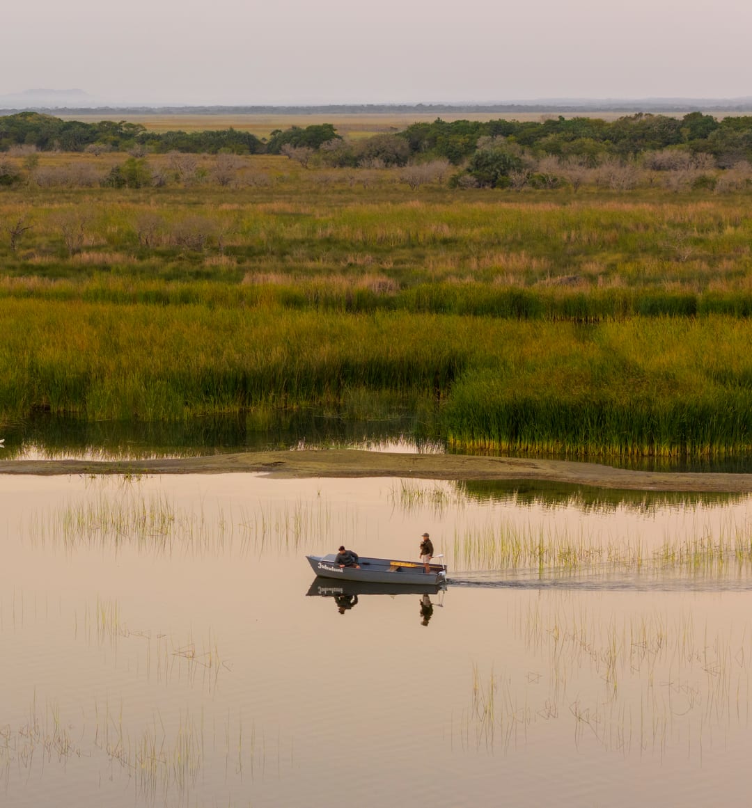 An eco-boat with two people aboard glides past green reed beds in soft early light.