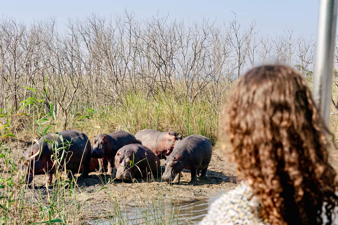 Five hippos graze on a muddy bank at close range, a guest soft in the foreground