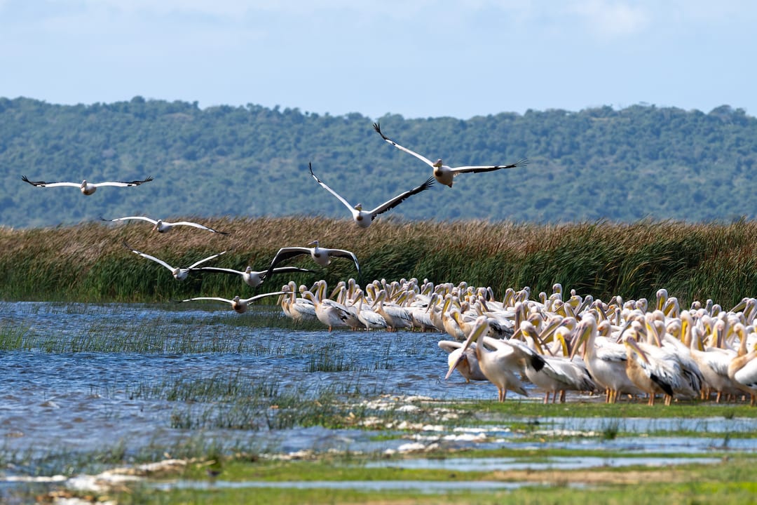 Great white pelicans come in to land over the shallows where a dense flock stands by the reeds.