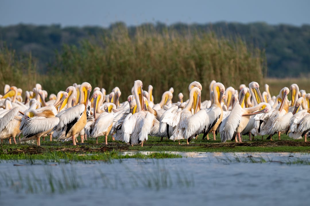 Great white pelicans preen on the shore, yellow pouches lit by low sun