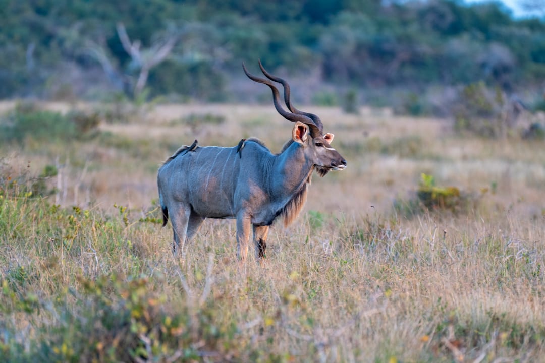 A kudu bull with spiral horns stands side-on in golden grassland at blue hour
