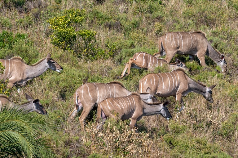 A group of kudu cows moves through green scrub on a slope, seen from above