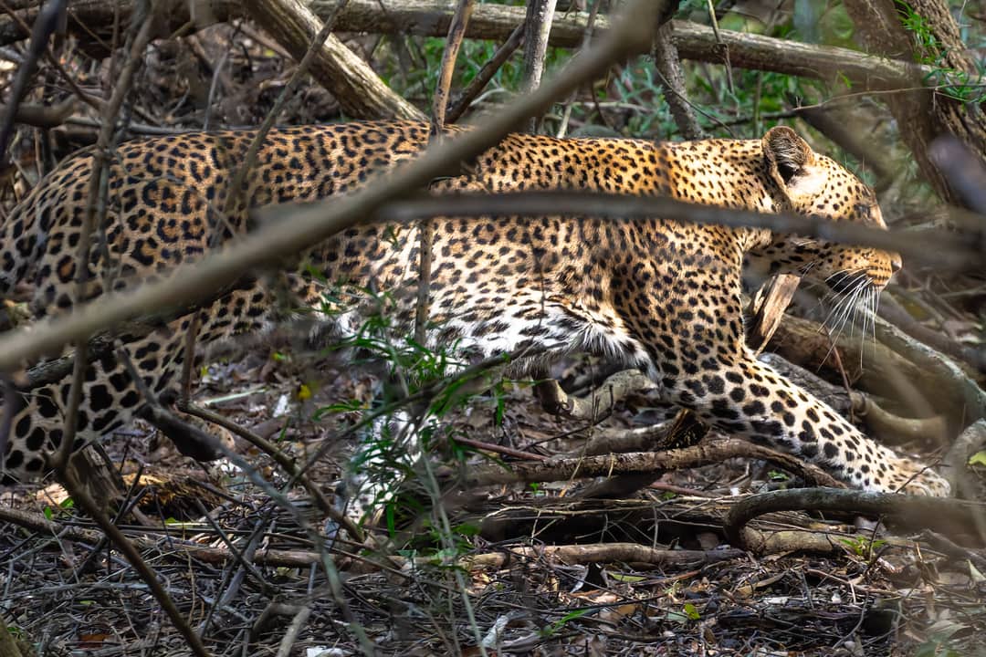 A leopard moves through dense thicket, its spotted coat and face clear between the branches.