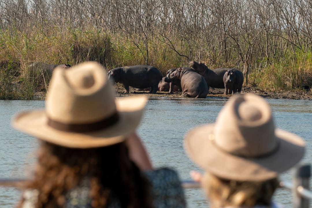 Two guests in straw hats watch a pod of hippos on the reed bank from the boat