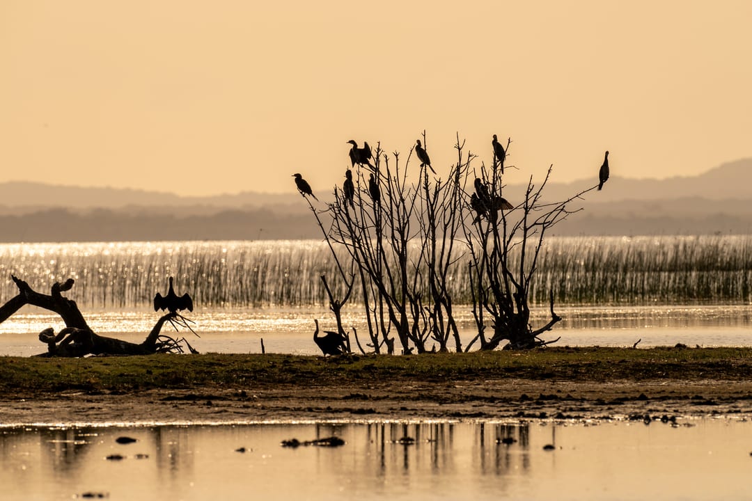 Cormorants and a darter silhouetted on a dead tree against golden backlit water