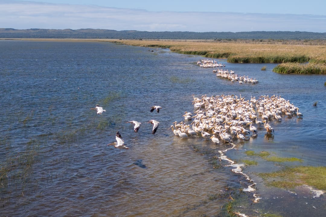 A large pelican flock crowds the shallows along a reed bank, several in flight
