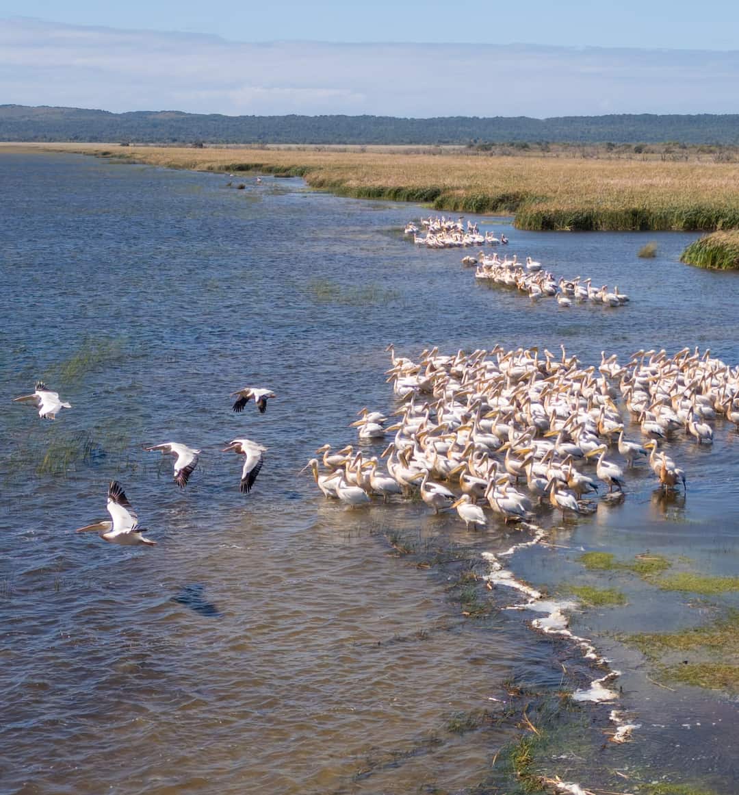 Great white pelicans crowd the shallows of Lake St Lucia below a golden reed bed, a few in flight, with a forested ridge on the horizon.