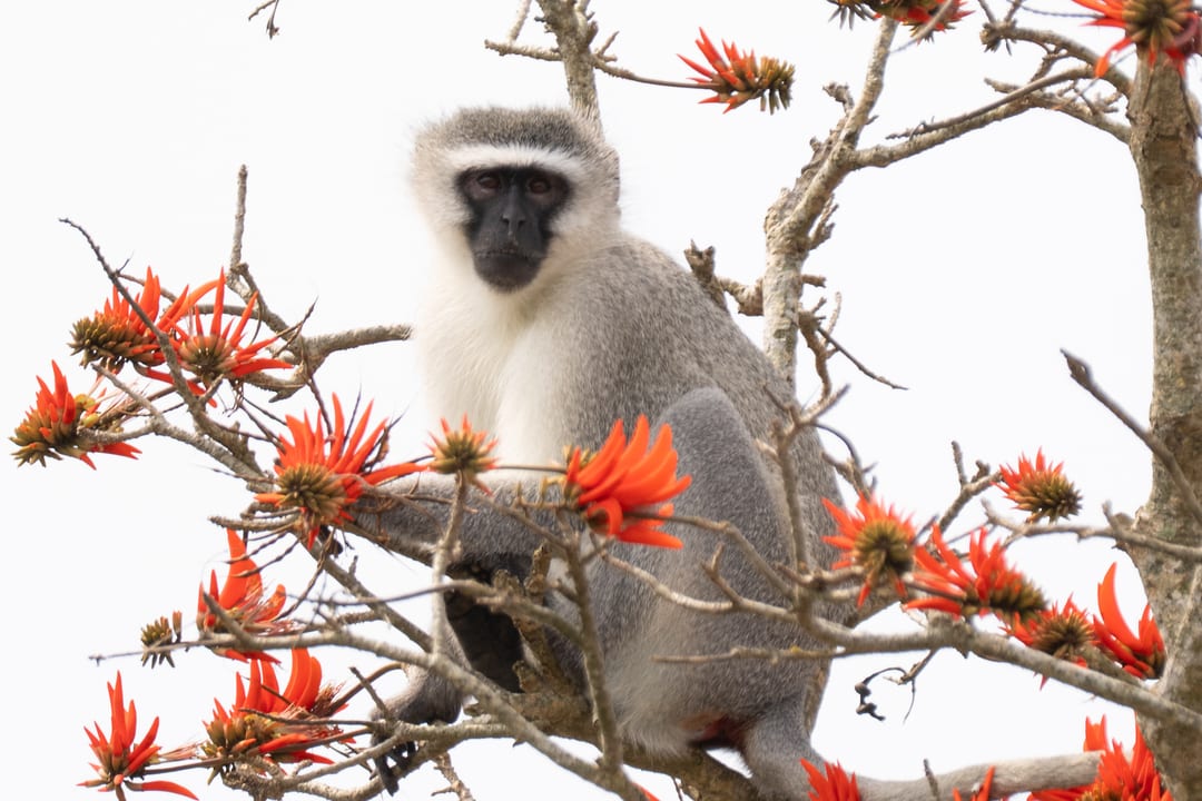 A vervet monkey sits in a coral tree in full red flower against a pale sky