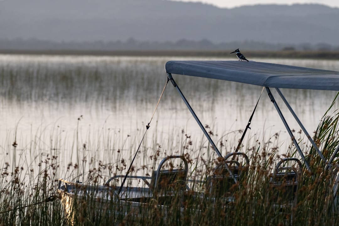 A pied kingfisher perches on the canopy of the moored boat among reeds at first light