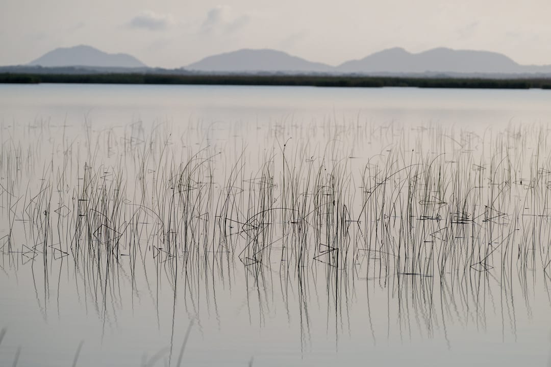 Reed stems and their reflections in still grey water at dawn, hills across the lake