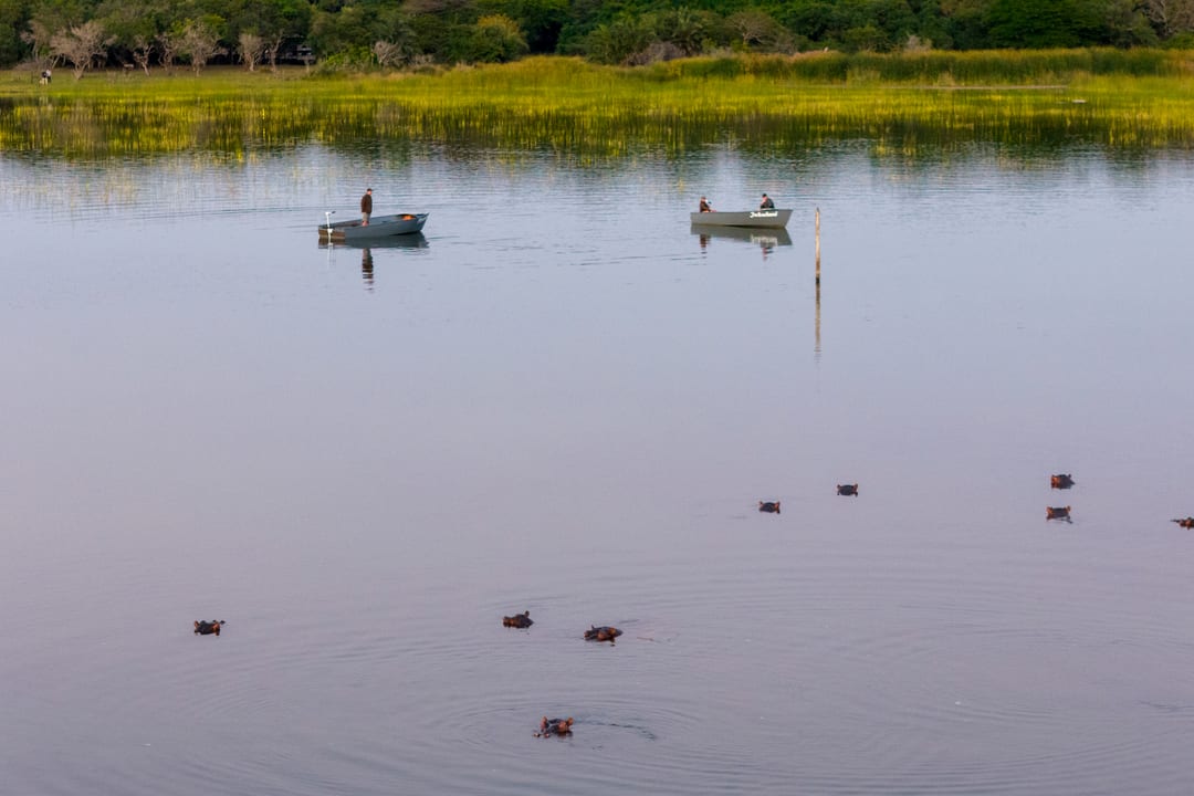 Two eco-boats drift above a pod of surfacing hippos near a green reed shore